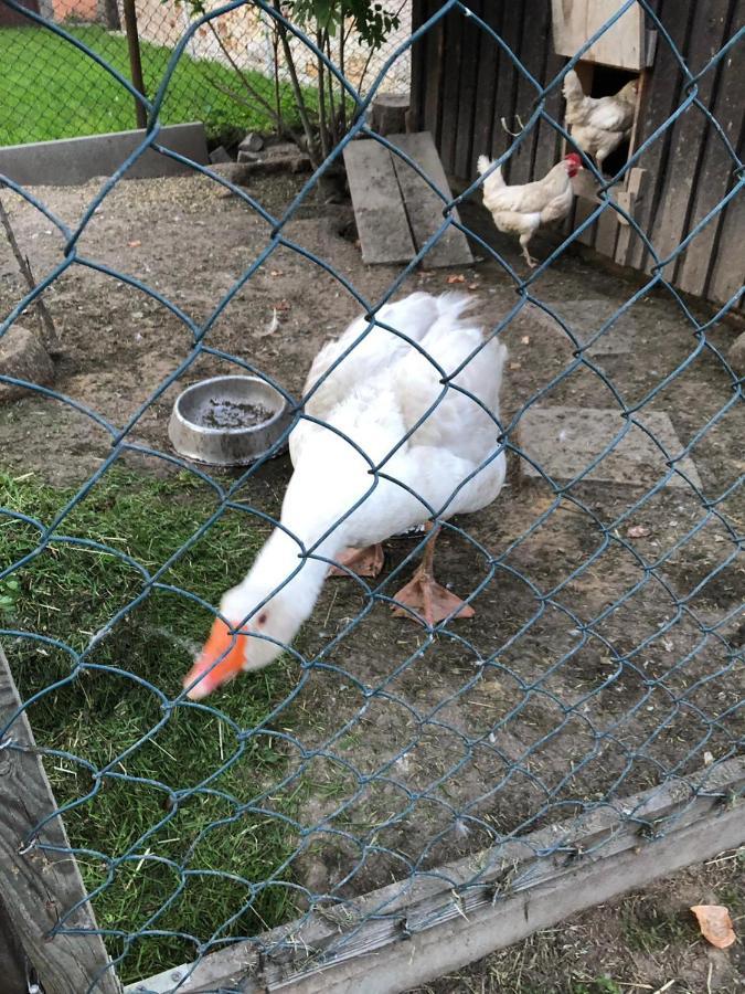 Ferienwohnung Gans Auguste Dohna Экстерьер фото